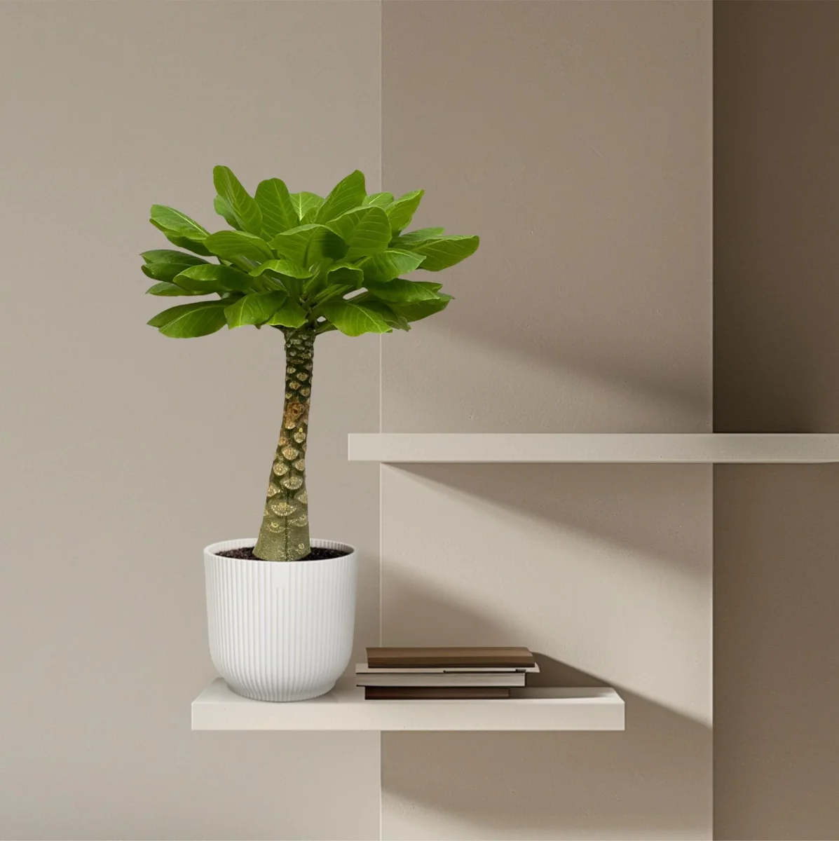 Birghamia Insignis - 30 cm - Ø12cm - Afbeelding 5
