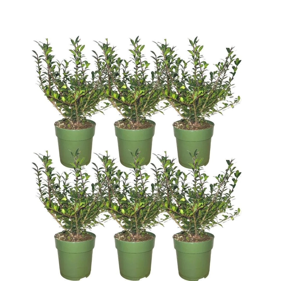 Hulsthaag - Ilex crenata 'Jenny'® - Set van 6 winterharde haagplanten - ↑ 1 meter - Groenblijvende haag - Vers van de kwekerij geleverd - Afbeelding 2