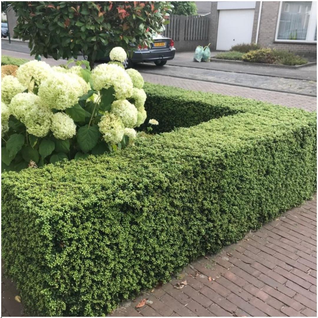 Hulsthaag - Ilex crenata 'Jenny'® - Set van 6 winterharde haagplanten - ↑ 1 meter - Groenblijvende haag - Vers van de kwekerij geleverd - Afbeelding 3