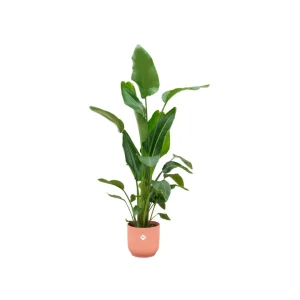 Strelitzia Nicolai (Witte paradijsvogelplant) inclusief Elho pot- ↑ 160cm - Ø30