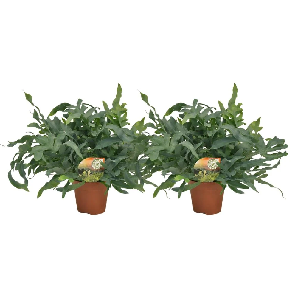 Phlebodium Blue Star - 2 stuks - Ø17cm - ↑ 60cm - Afbeelding 2