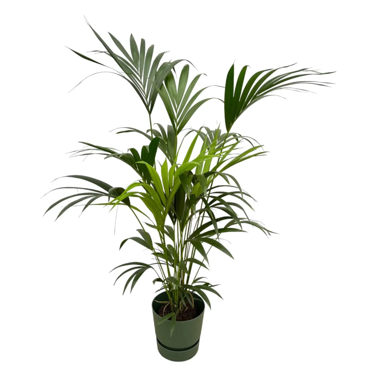 Kentia palm inclusief elho Greenville Round groen - ↑ 160cm - Ø30 - Afbeelding 2