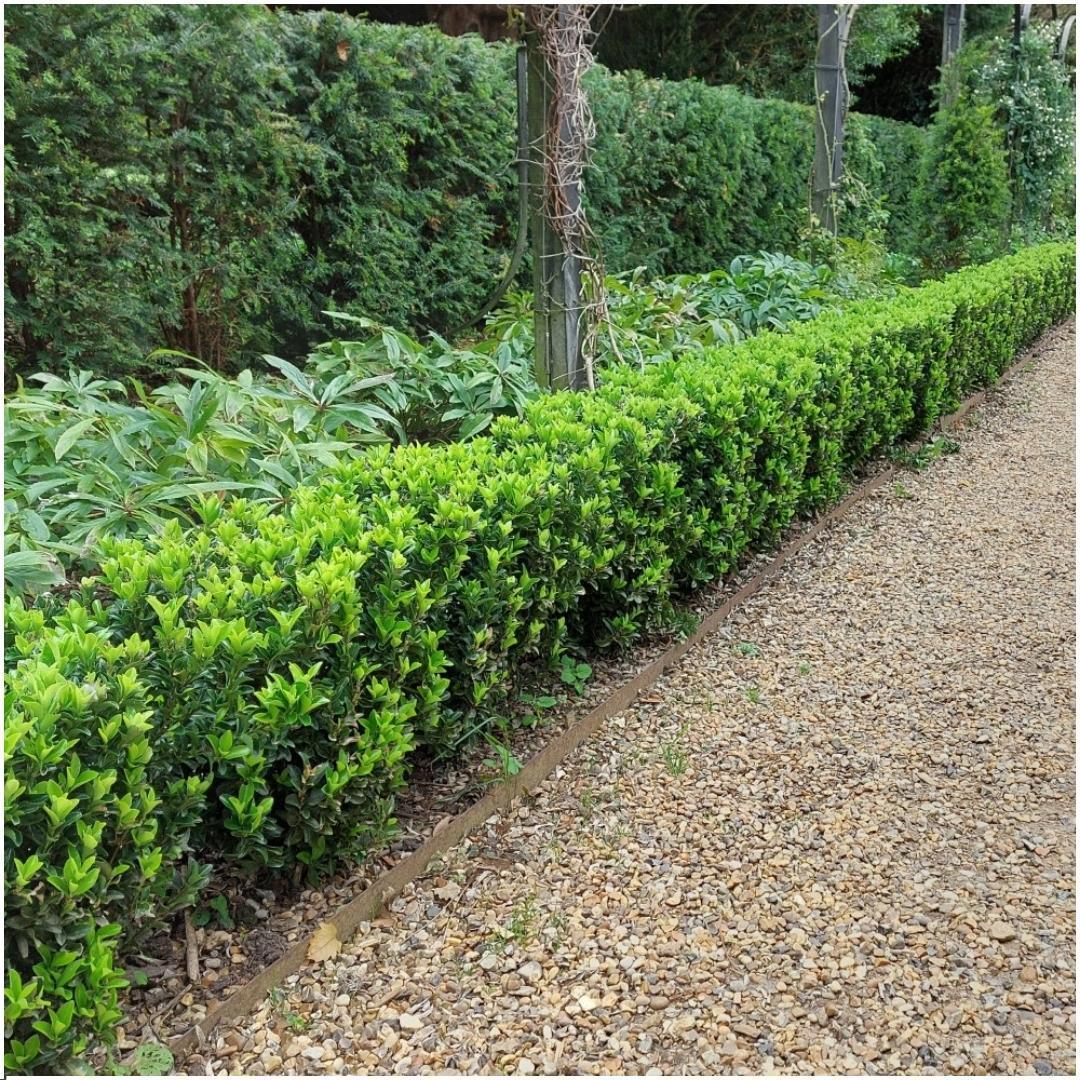 1 Meter Groene Haagplant - Euonymus japonicus 'Green Spire' - Set van 6 Winterharde Haagplanten - Groenblijvende Haag - Vers van de Kwekerij Geleverd - Afbeelding 3