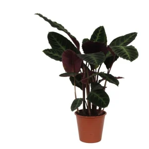 Calathea Warscewiczii - ↑ 80 cm - Ø19cm
