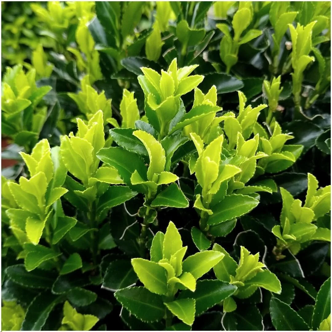 1 Meter Groene Haagplant - Euonymus japonicus 'Green Spire' - Set van 6 Winterharde Haagplanten - Groenblijvende Haag - Vers van de Kwekerij Geleverd - Afbeelding 4