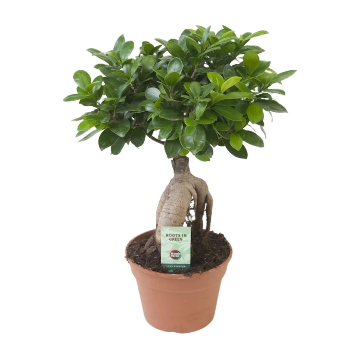 Ficus Ginseng (Bonsai) Ø 17cm - ↑ 40cm - Afbeelding 2