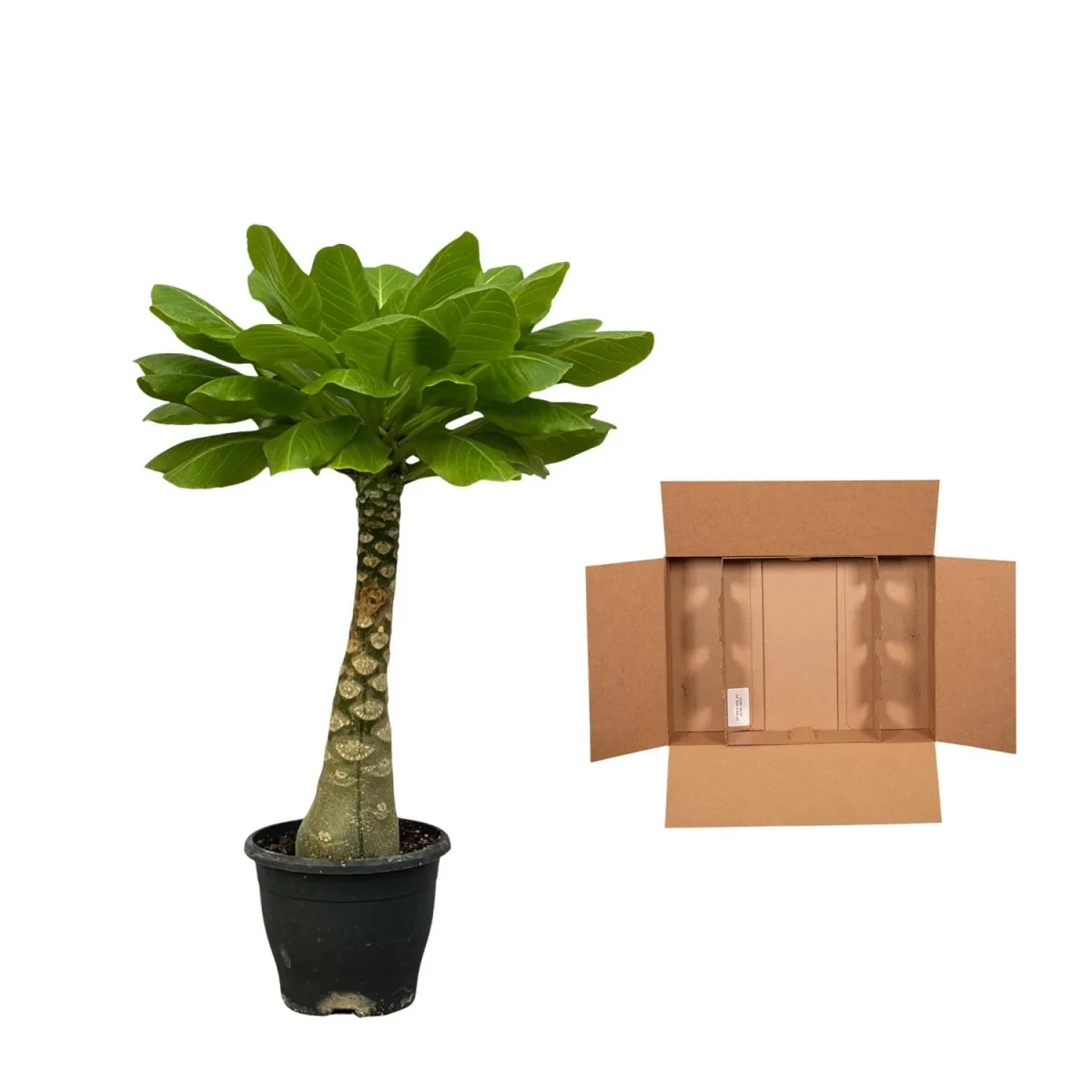 Birghamia Insignis - 30 cm - Ø12cm - Afbeelding 4