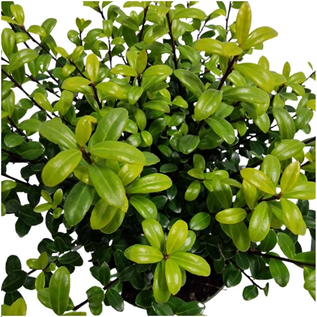 Hulsthaag - Ilex crenata 'Jenny'® - Set van 6 winterharde haagplanten - ↑ 1 meter - Groenblijvende haag - Vers van de kwekerij geleverd - Afbeelding 4